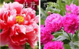 牡丹花的种植方法及养护,从选种到开花