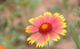 6月开什么花,探寻夏季盛开的花朵盛宴