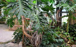 热带雨林植物,热带雨林植物的生态奇迹与生物多样性