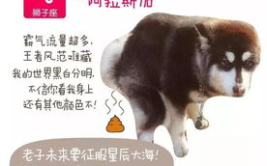 12星座专属宠物,性格与宠物的完美契合